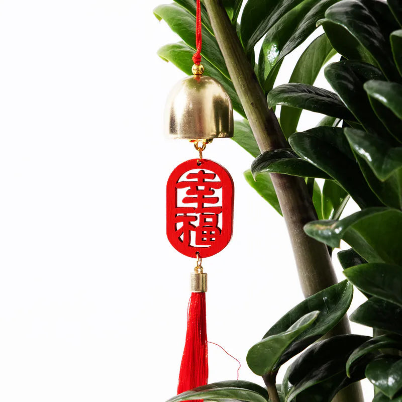 金錢樹 | 美鐵芋 | 金幣樹 | 金璽美鐵芋 | 室內植物