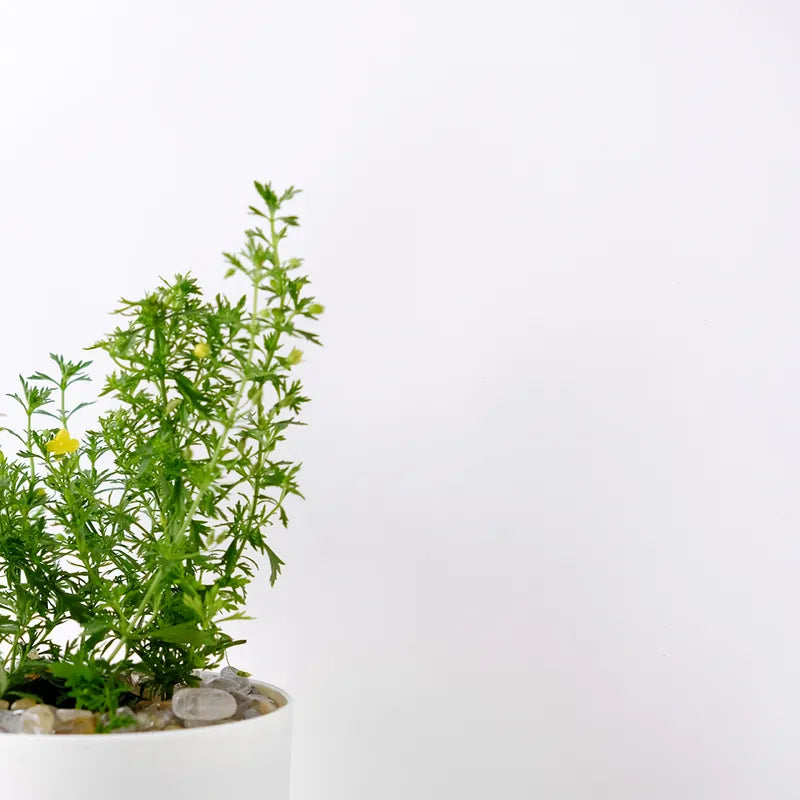 飄香草 | 水耕 | 小芭蕾短裙 | 檸檬噴霧 | 葉子有果香 | 花期長 | 無土栽培 | 陽光植物