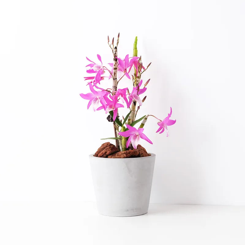 彩虹舞曲石斛蘭 | 春石斛蘭 | 花色非常漂亮 | 陽光植物