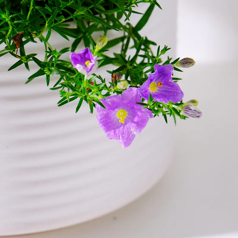 高盃花 | 高杯花 | 多花的品種 | 陽光植物
