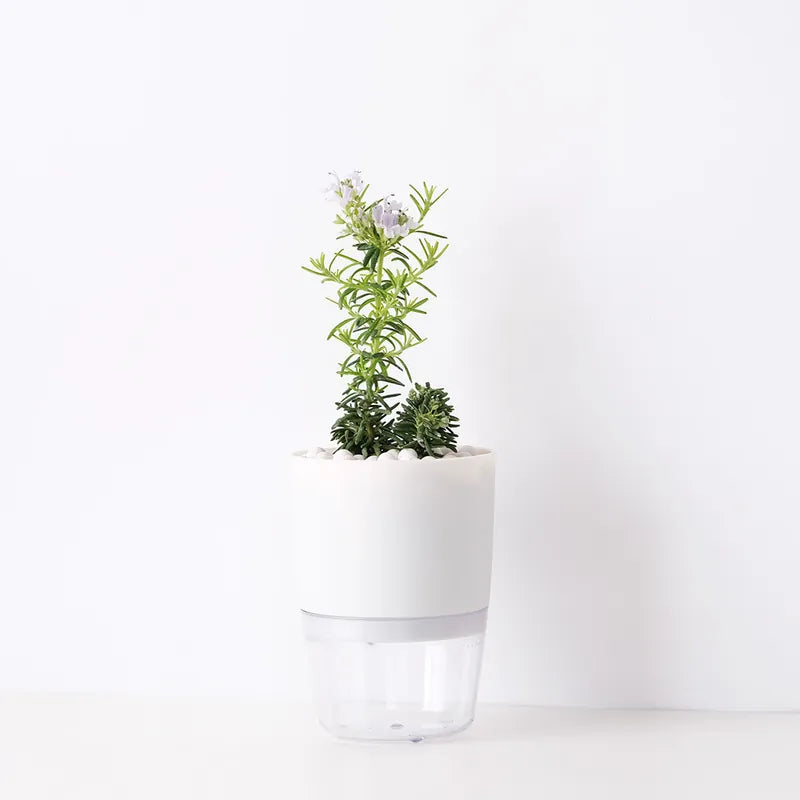 藍小孩迷迭香 | 水耕 | 最會開花的品種 | 葉片細小 | 適合蛋糕甜點裝飾 | 無土栽培 | 陽光植物