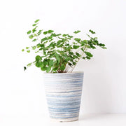 心葉鐵線蕨 | 接近圓形的葉片 | 愛心鐵線蕨 | 心葉蕨 | 室內植物