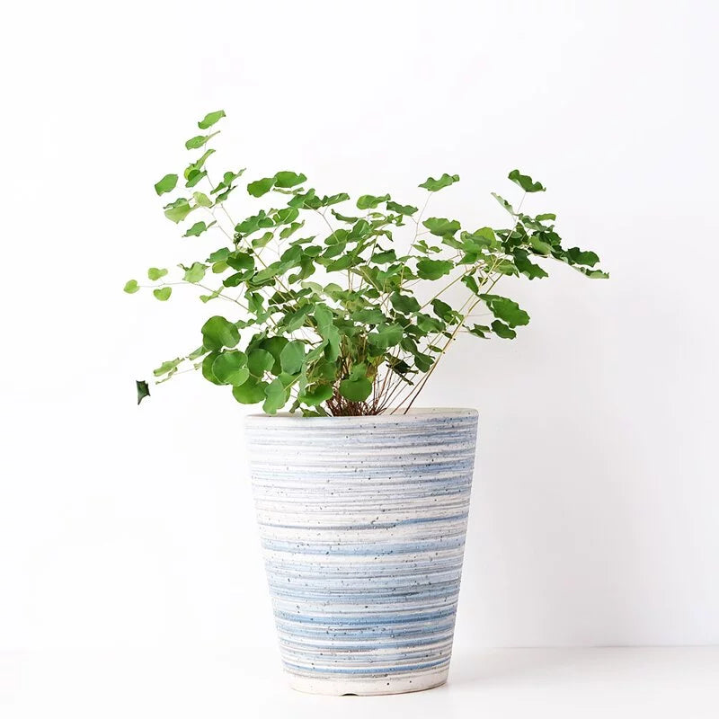 心葉鐵線蕨 | 接近圓形的葉片 | 愛心鐵線蕨 | 心葉蕨 | 室內植物