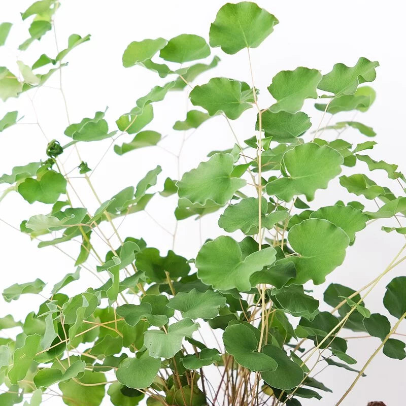 心葉鐵線蕨 | 接近圓形的葉片 | 愛心鐵線蕨 | 心葉蕨 | 室內植物