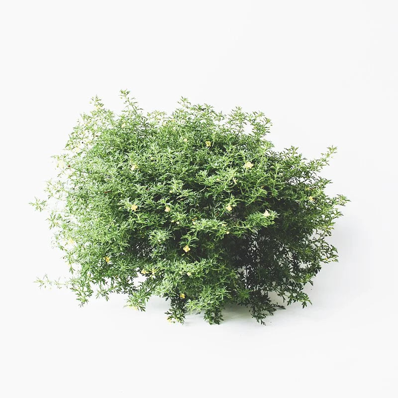 飄香草 | 小芭蕾短裙 | 檸檬噴霧 | 葉子有果香 | 花期長 | 陽光植物