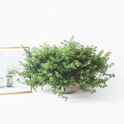 飄香草 | 小芭蕾短裙 | 檸檬噴霧 | 葉子有果香 | 花期長 | 陽光植物