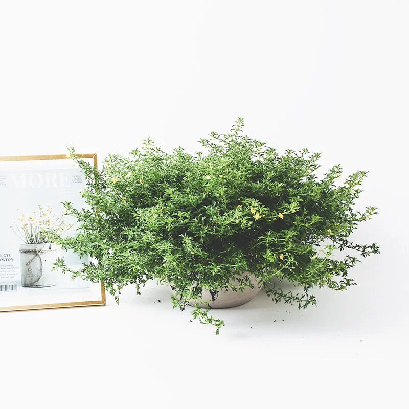 飄香草 | 小芭蕾短裙 | 檸檬噴霧 | 葉子有果香 | 花期長 | 陽光植物