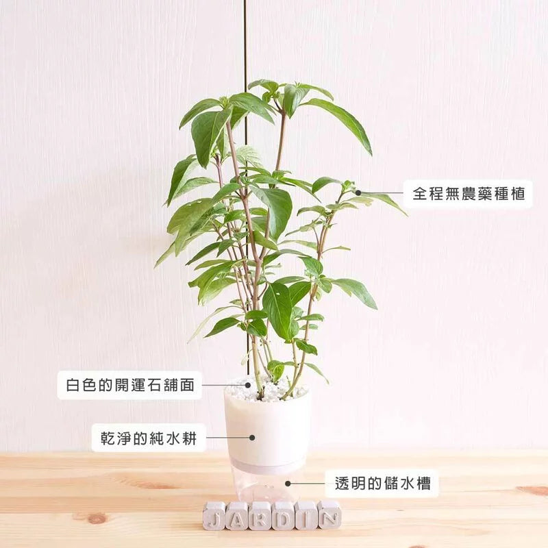 紅骨九層塔 | 水耕 | 多種營養素 | 零陵香 | 無土栽培 | 陽光植物