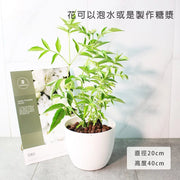 歐洲接骨木 | 水耕 | 西洋接骨木 | 好照顧｜食用花 | 無土栽培｜陽光植物
