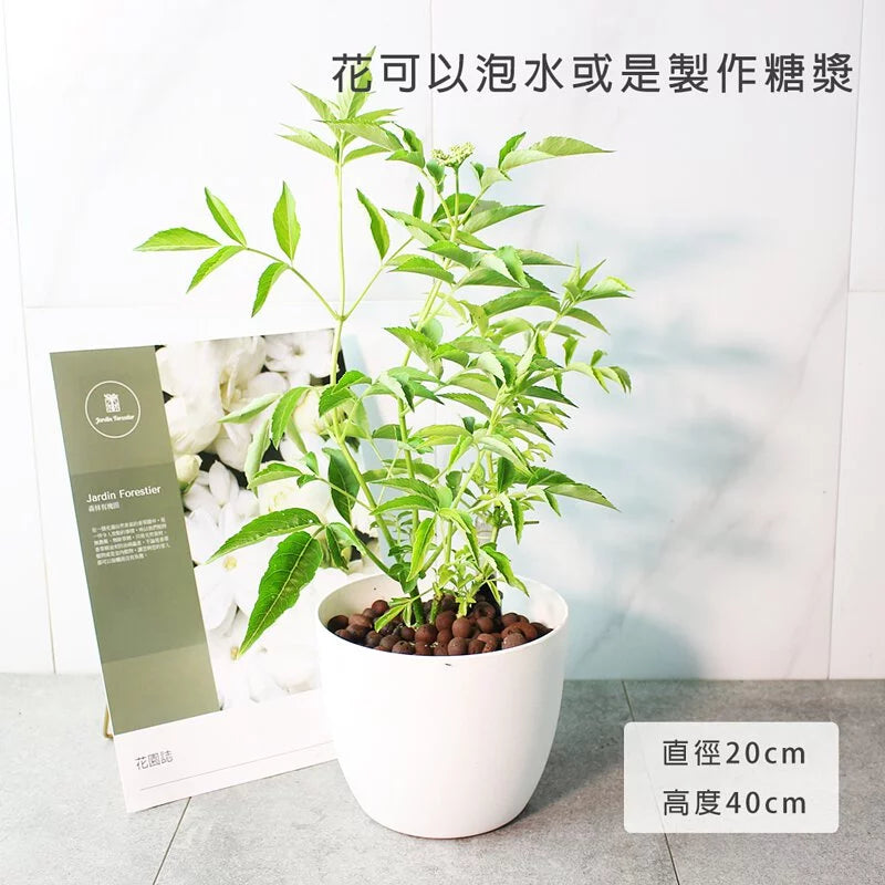 歐洲接骨木 | 水耕 | 西洋接骨木 | 好照顧｜食用花 | 無土栽培｜陽光植物