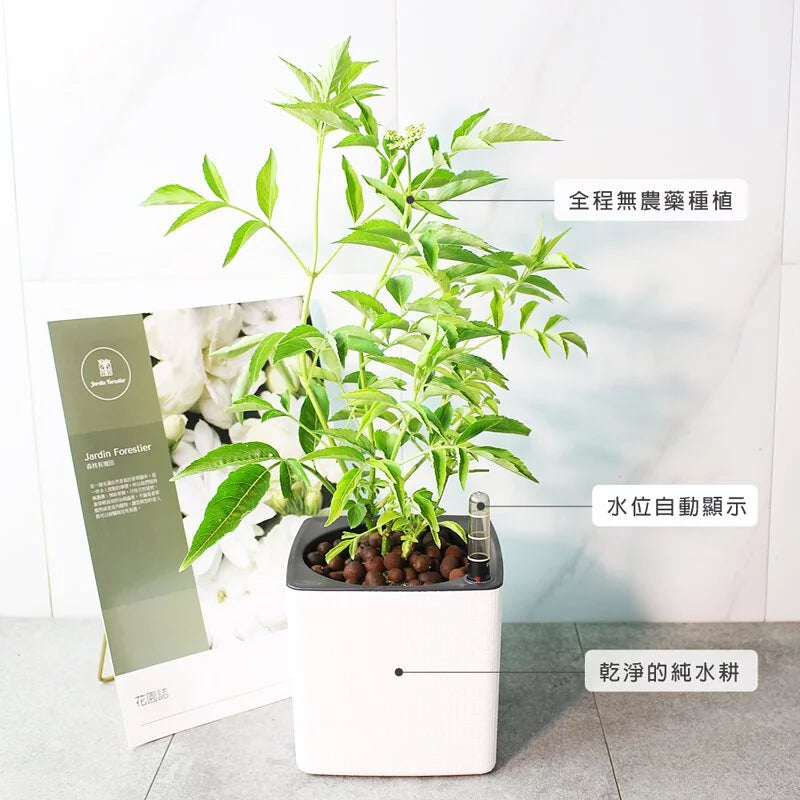 歐洲接骨木 | 水耕 | 西洋接骨木 | 好照顧｜食用花 | 無土栽培｜陽光植物