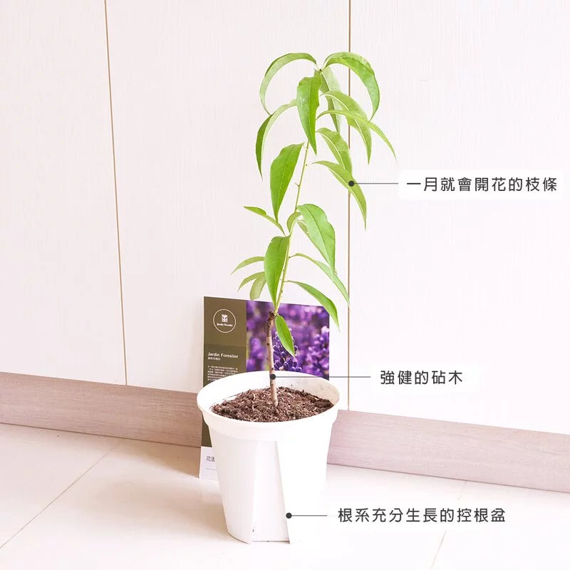 大果水蜜桃 | 1月開花、四月採收 | 次年即可結果 | 甜度高達12度 | 低海拔、北部中部可以種植 | 陽光植物