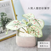 草莓之星彩葉芋 | 陽光植物