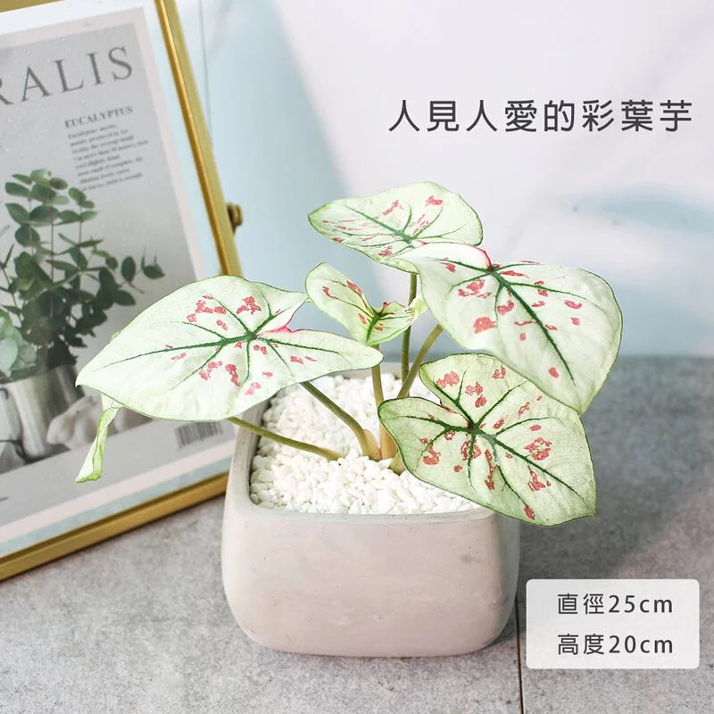 草莓之星彩葉芋 | 陽光植物