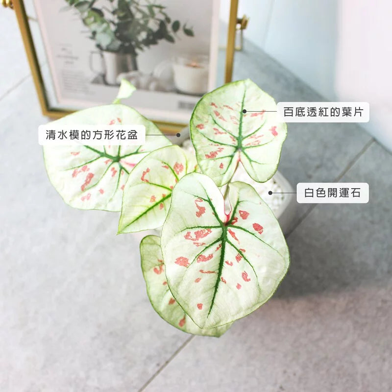 草莓之星彩葉芋 | 陽光植物