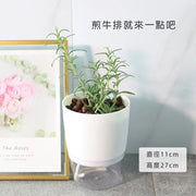 直立型迷迭香 | 水耕 | 最受歡迎的香料 | 牛排、馬鈴薯、烤雞 | 無土栽培 | 陽光植物