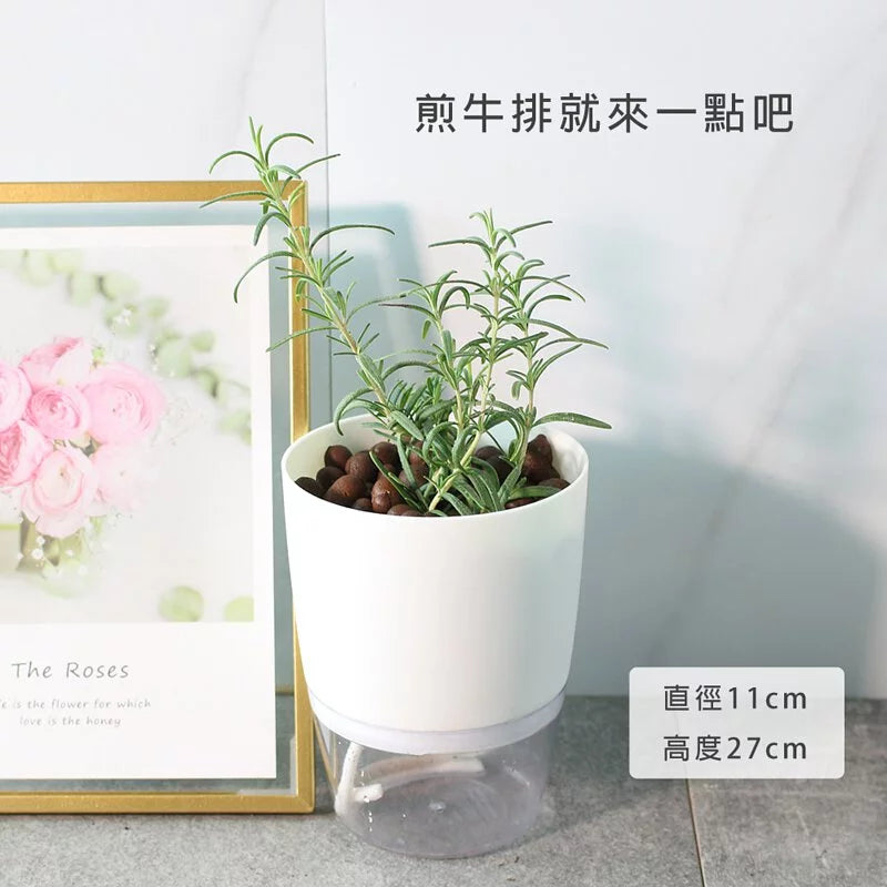 直立型迷迭香 | 水耕 | 最受歡迎的香料 | 牛排、馬鈴薯、烤雞 | 無土栽培 | 陽光植物