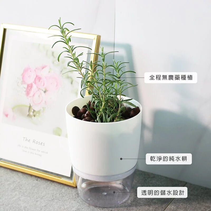 直立型迷迭香 | 水耕 | 最受歡迎的香料 | 牛排、馬鈴薯、烤雞 | 無土栽培 | 陽光植物