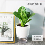 萵苣｜生菜 | 水耕 | 無土栽培 | 漢堡、沙拉、牛排都可以搭配 | 陽光植物