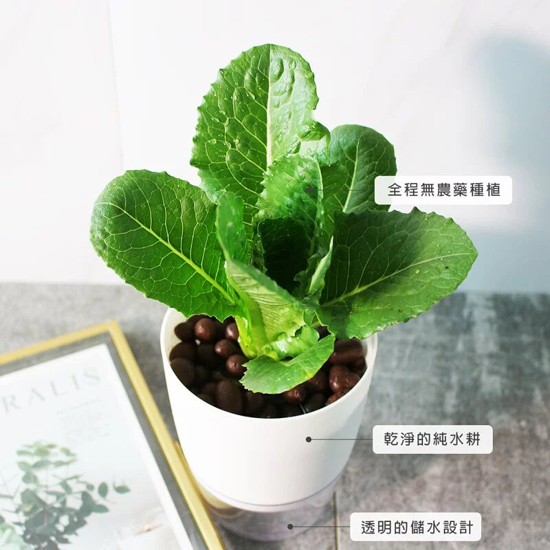 萵苣｜生菜 | 水耕 | 無土栽培 | 漢堡、沙拉、牛排都可以搭配 | 陽光植物