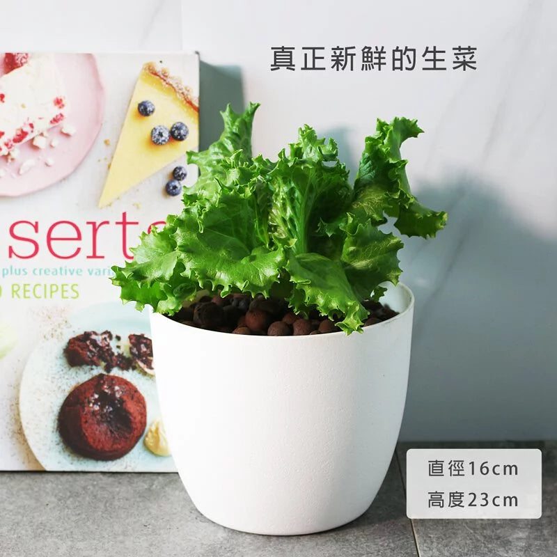 萵苣｜生菜 | 水耕 | 無土栽培 | 漢堡、沙拉、牛排都可以搭配 | 陽光植物