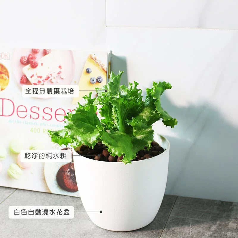 萵苣｜生菜 | 水耕 | 無土栽培 | 漢堡、沙拉、牛排都可以搭配 | 陽光植物