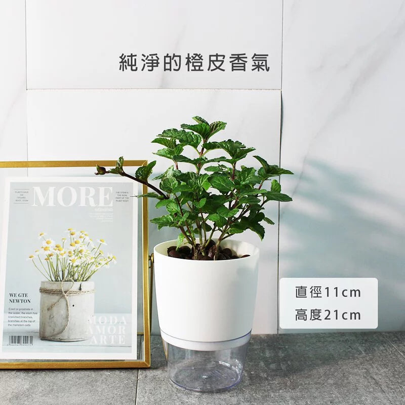 葡萄柚薄荷 | 趕走蒼蠅 | 水耕 | 濃郁的香氣 | 泡茶 | 無土栽培 | 陽光植物