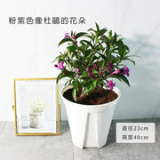 紫雲杜鵑 | 流星花 | 假杜鵑 | 陽光植物