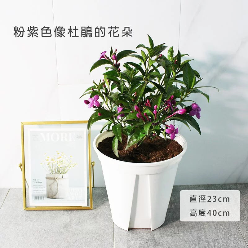 紫雲杜鵑 | 流星花 | 假杜鵑 | 陽光植物