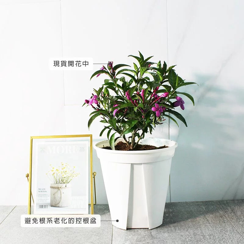 紫雲杜鵑 | 流星花 | 假杜鵑 | 陽光植物