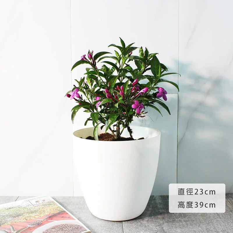 紫雲杜鵑 | 流星花 | 假杜鵑 | 陽光植物
