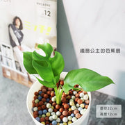 姬龜背 | 水耕 | 四籽崖角藤 | 迷你電信蘭 | 無土栽培 | 室內植物