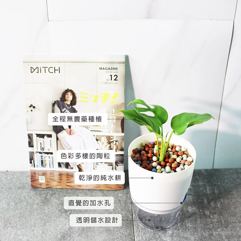姬龜背 | 水耕 | 四籽崖角藤 | 迷你電信蘭 | 無土栽培 | 室內植物