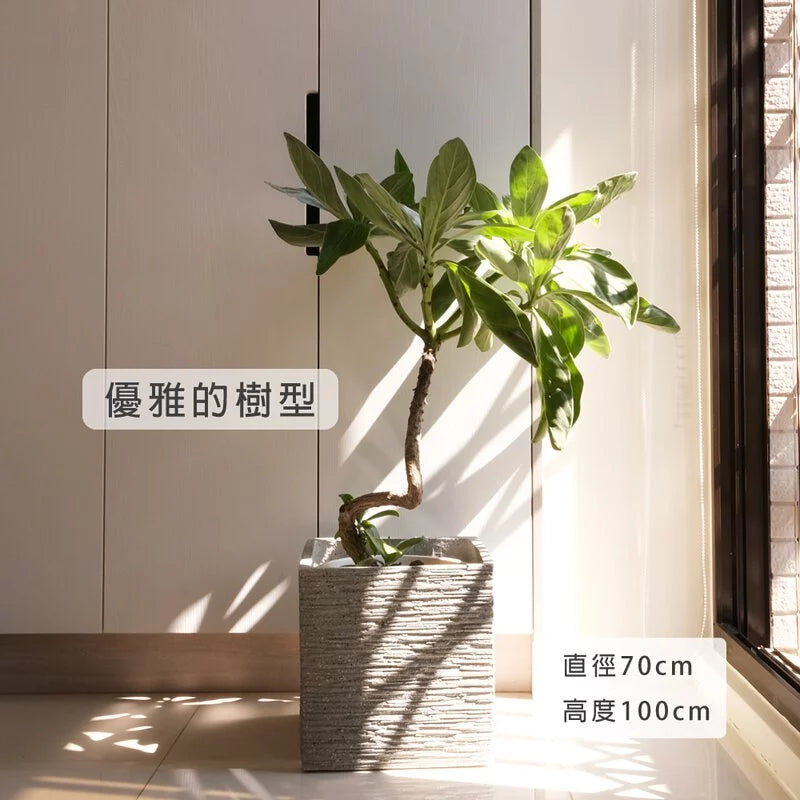 白水木 | 提升空間設計感 | 耐強風  | 樹型都跟圖片不一樣 | 歡迎來訊確認| 陽光植物