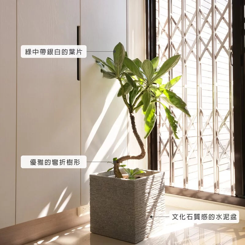 白水木 | 提升空間設計感 | 耐強風  | 樹型都跟圖片不一樣 | 歡迎來訊確認| 陽光植物