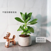 白水木 | 提升空間設計感 | 耐強風  | 樹型都跟圖片不一樣 | 歡迎來訊確認| 陽光植物