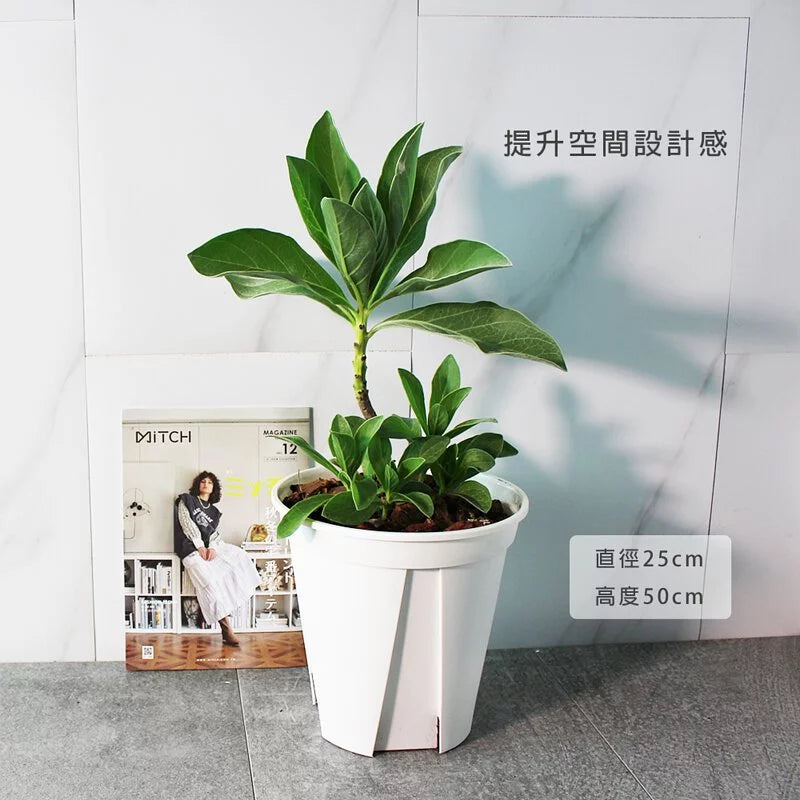 白水木 | 提升空間設計感 | 耐強風  | 樹型都跟圖片不一樣 | 歡迎來訊確認| 陽光植物