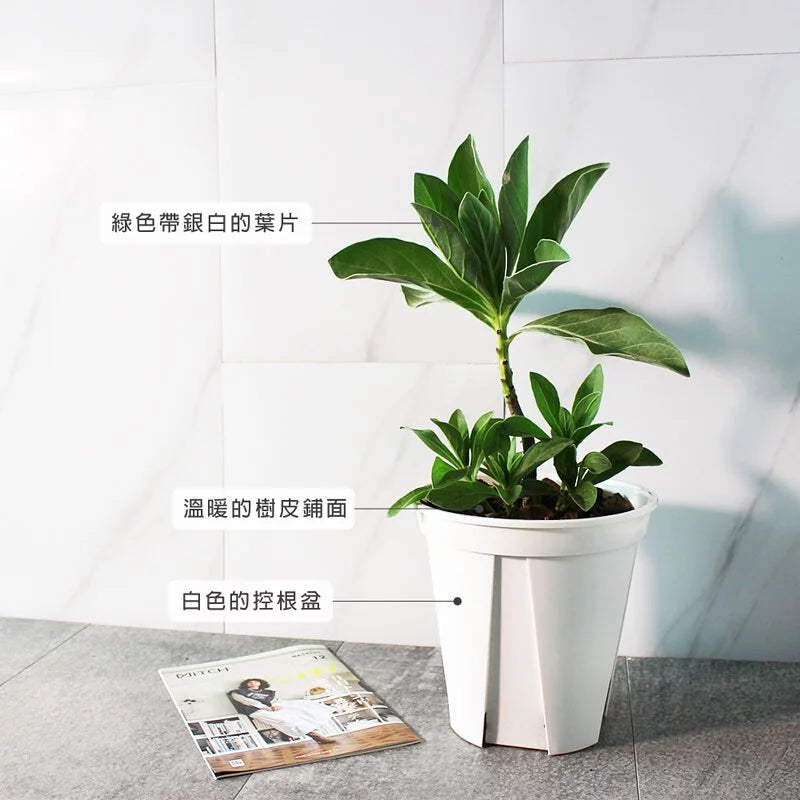 白水木 | 提升空間設計感 | 耐強風  | 樹型都跟圖片不一樣 | 歡迎來訊確認| 陽光植物