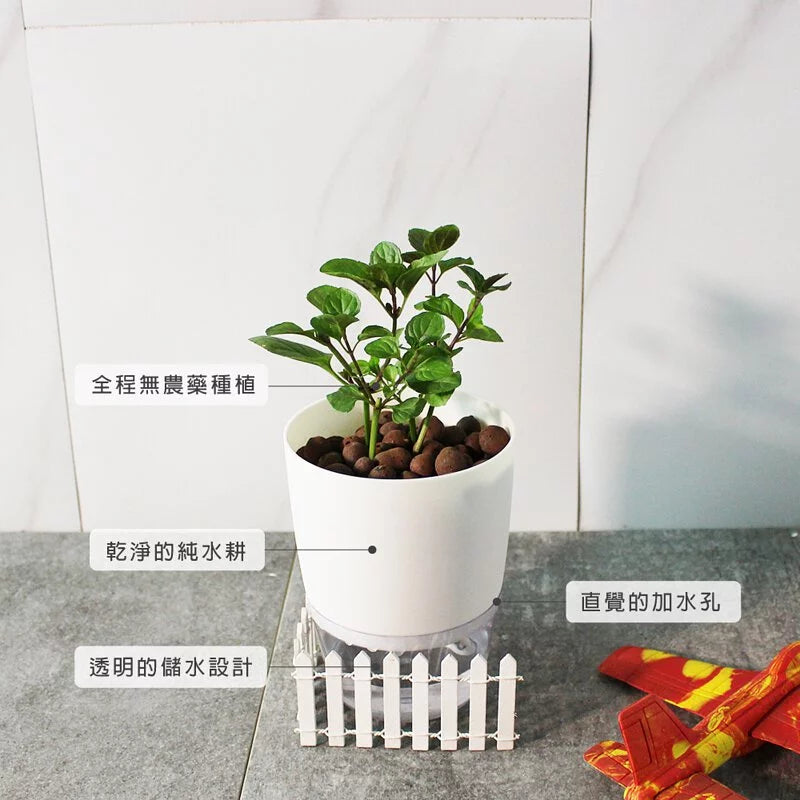 柳橙薄荷 | 水耕  | 舒服的柳橙香氣 | 好照顧 | 泡茶 | 飲料 | 無土栽培 | 陽光植物
