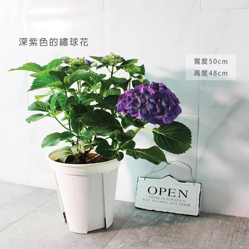大花繡球 | 新色上市 | 洋繡球 | 陽光植物