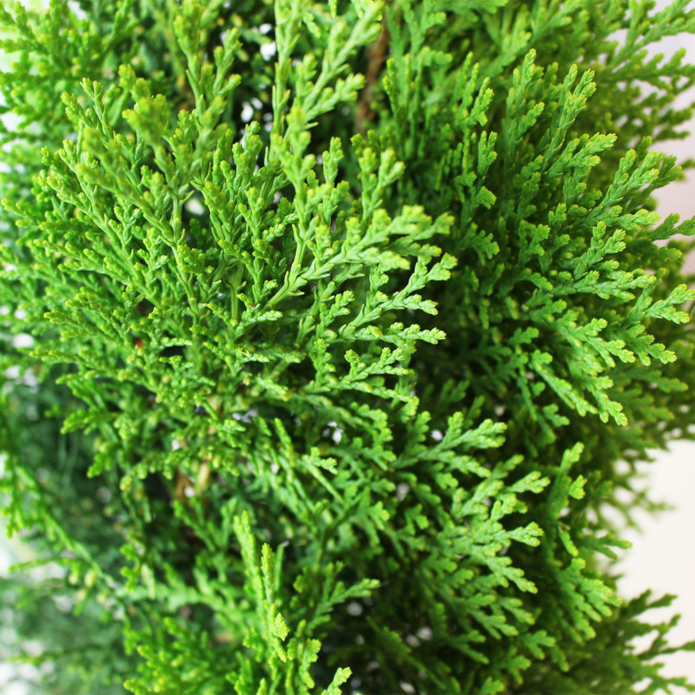 黃金扁柏 | 柏樹的香氣 | 陽光植物
