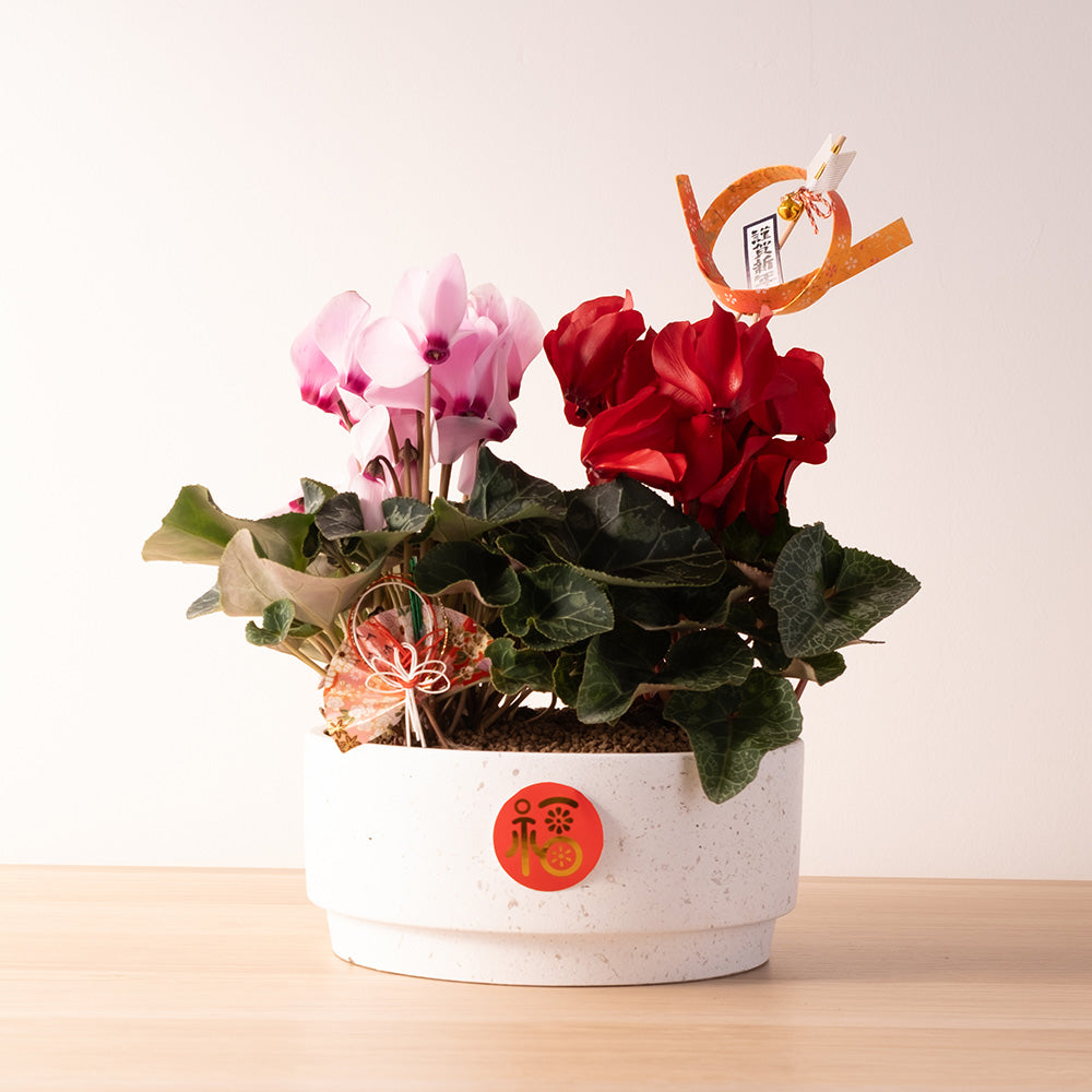 仙客報喜福滿盆｜招貴人風水｜福氣滿滿｜陽光植物