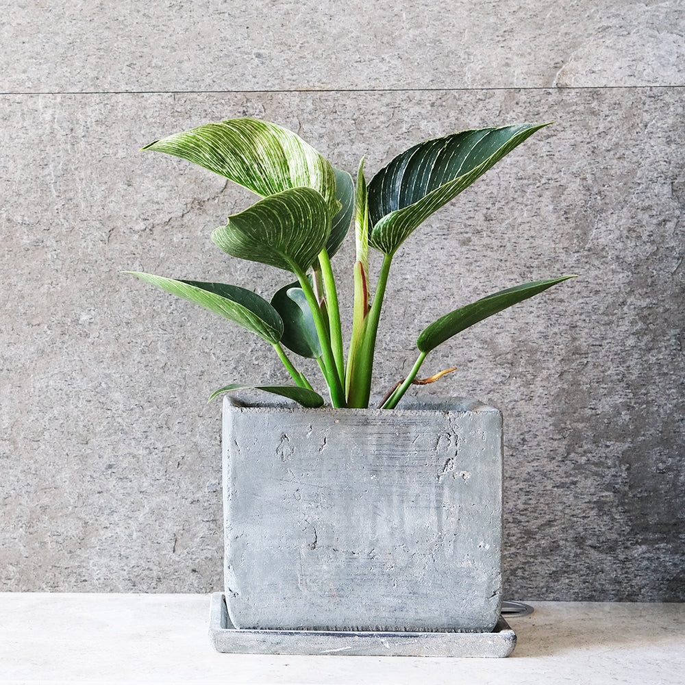 鉑金鑽蔓綠絨 | 鉑金蔓綠絨 | 室內植物