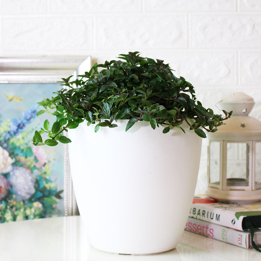 歐薄荷盆栽｜胡椒薄荷｜陽光植物
