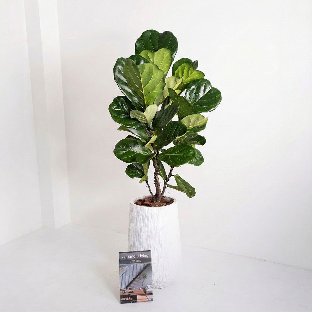 琴葉榕 | 提琴樹 | 淨化空氣 | 維持濕度 | 室內植物