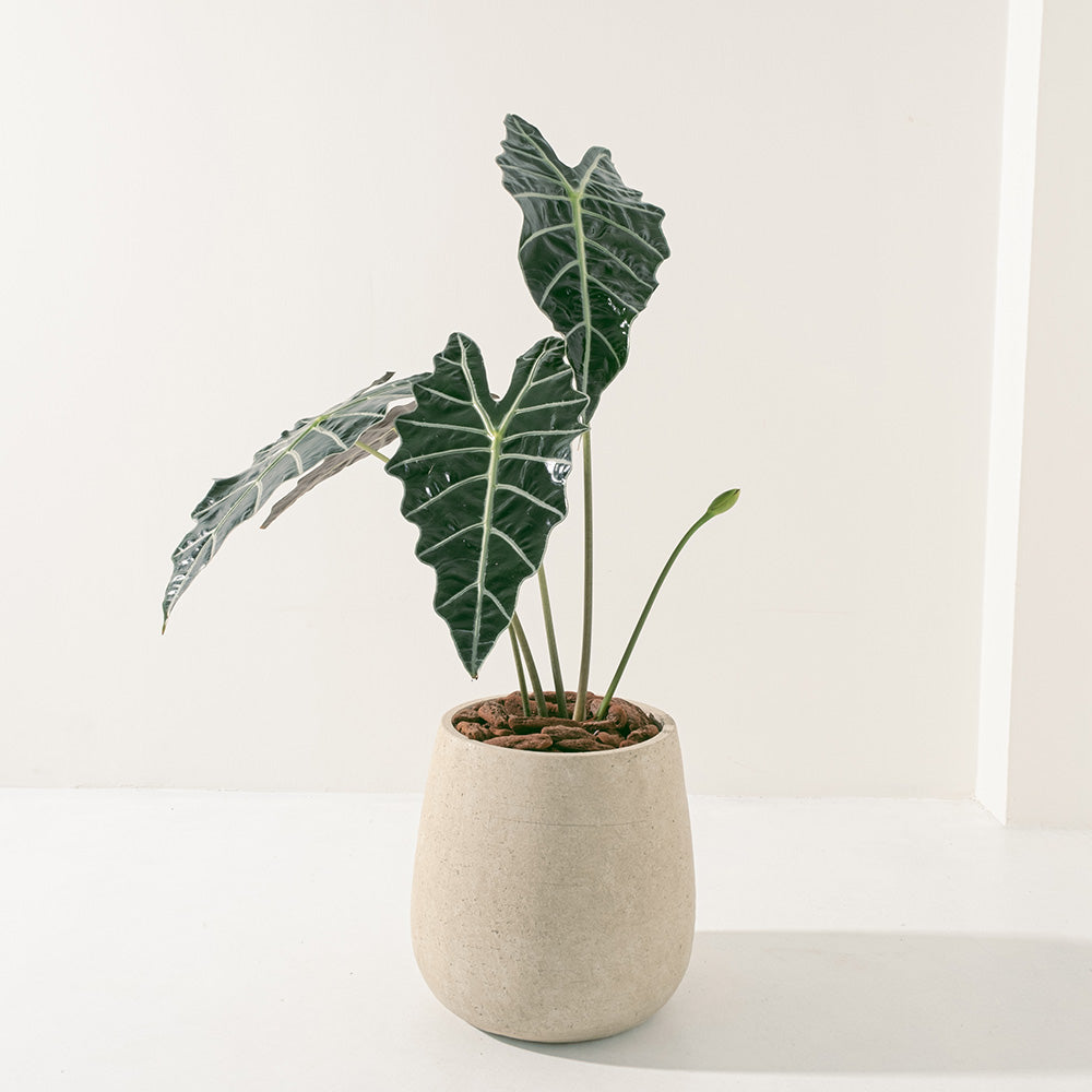 黑葉觀音蓮 | 非洲面具 | 簡潔且明顯的線條 | 室內植物