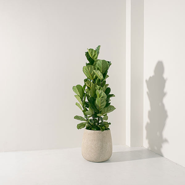 琴葉榕 | 提琴樹 | 淨化空氣 | 維持濕度 | 室內植物