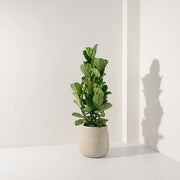 琴葉榕 | 提琴樹 | 淨化空氣 | 維持濕度 | 室內植物