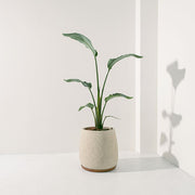 白花天堂鳥 | 步步高升、官運亨通 | 白鳥蕉 | 琉璃鳥蕉 | 室內外皆可