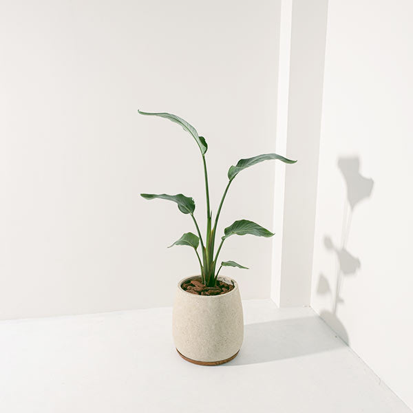 白花天堂鳥 | 步步高升、官運亨通 | 白鳥蕉 | 琉璃鳥蕉 | 室內外皆可